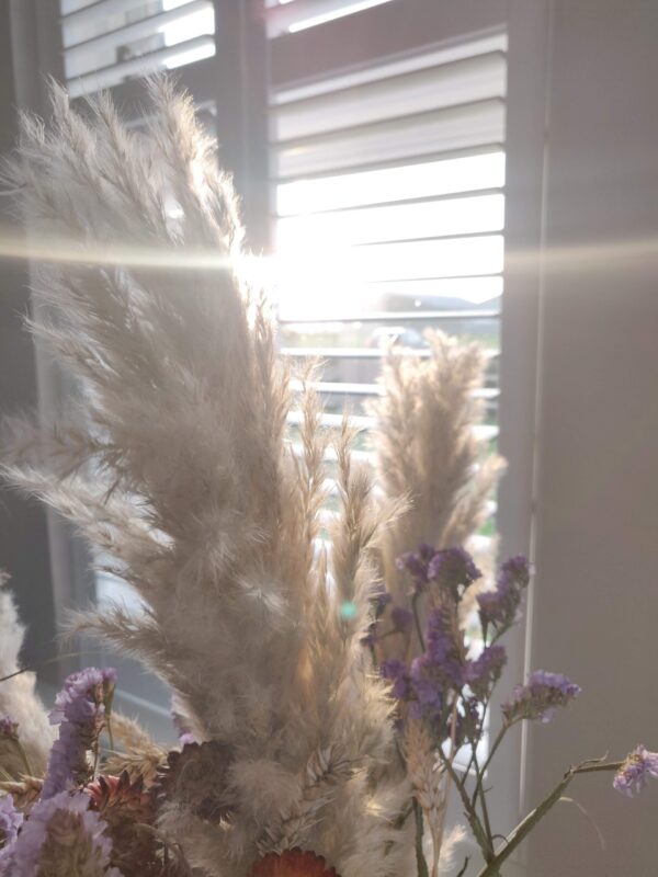 droogbloemen in de zon