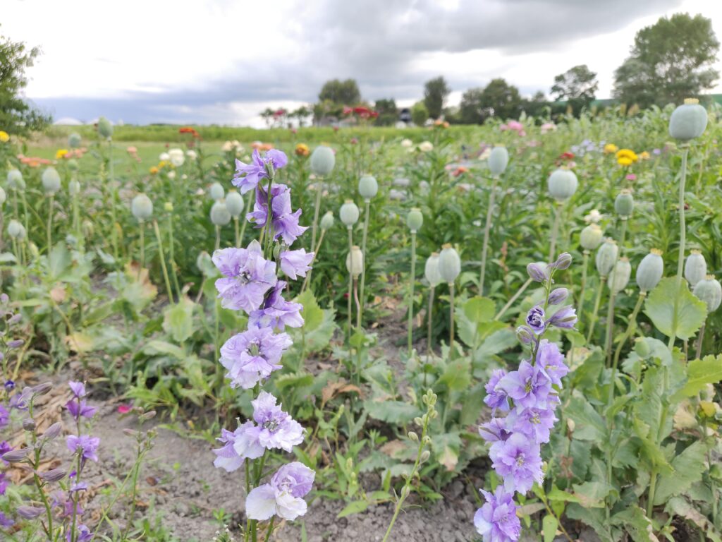 droogbloemen teelt 