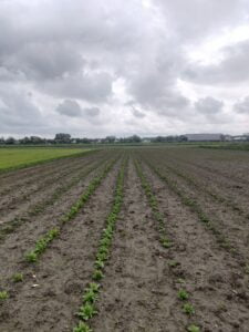 bloemen plantjes op de akker Drybloemen