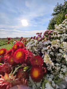 geplukte droogbloemen 