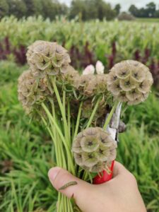 Droogbloemen plukken 